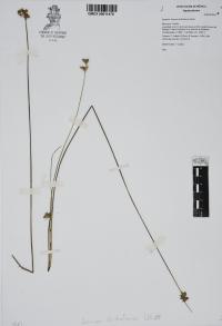 Juncus dichotomus image